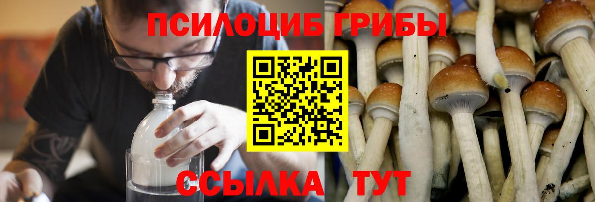 Псилоцибиновые грибы мицелий  Вход с VPN  Псилоцибиновые грибы MAGIC MUSHROOMS  Черемхово 